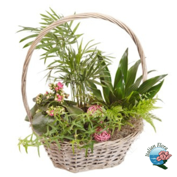 Basket of green plants