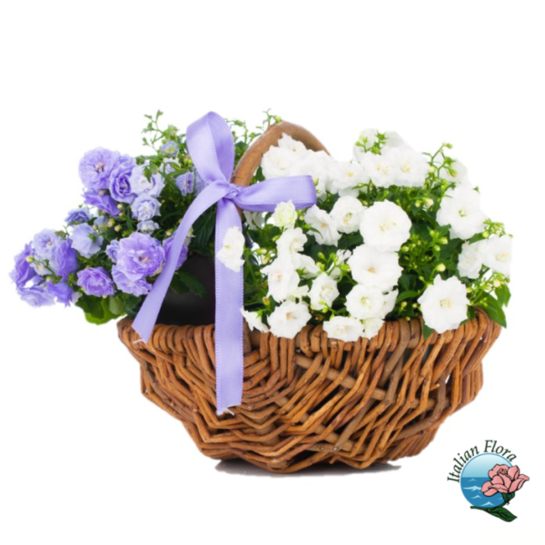 White and blue basket