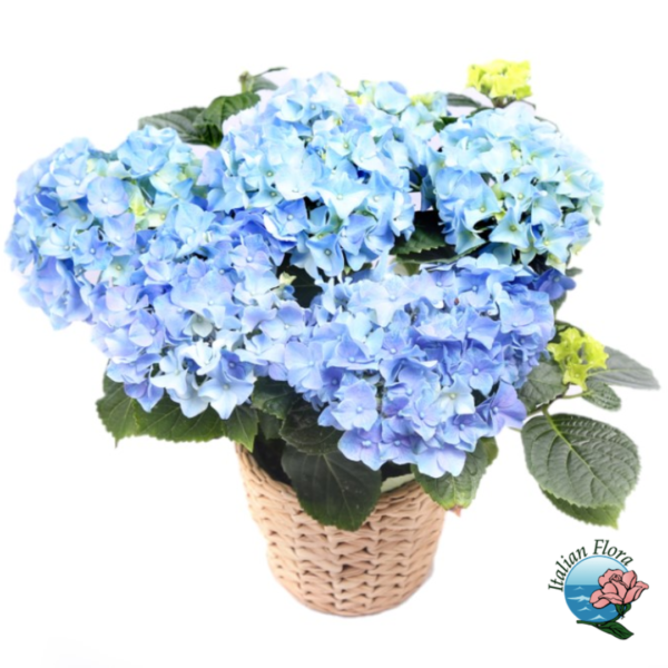Blue hydrangea plant