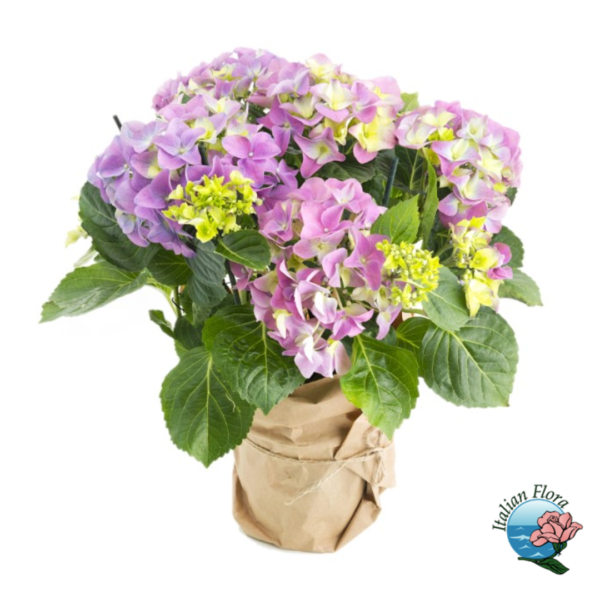 Pink hydrangea plant