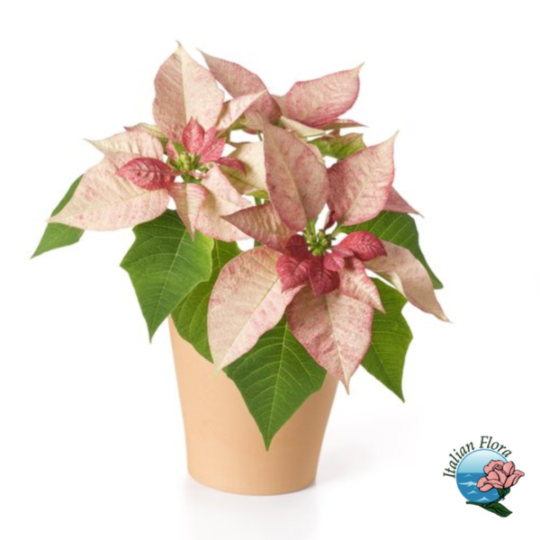 Pink Poinsettia