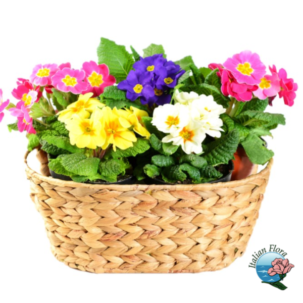 Primroses in basket