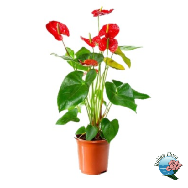 Red anthurium plant