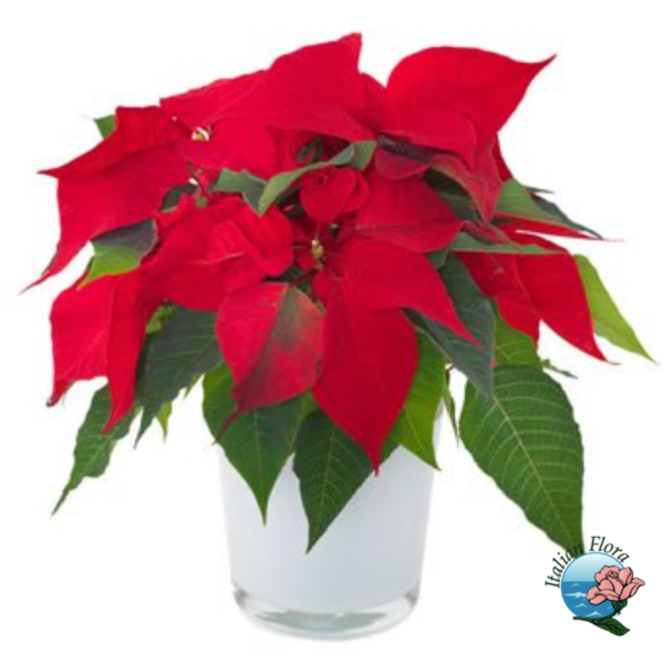 Red poinsettia