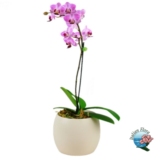 Lyserød orkidé plante