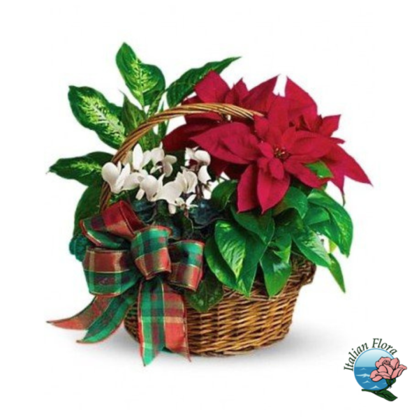 Košík s vianočnými rastlinami