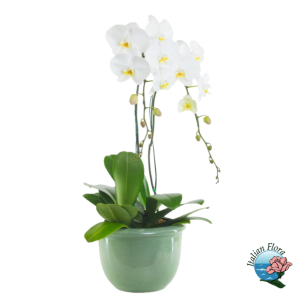 Planta de orquídea blanca
