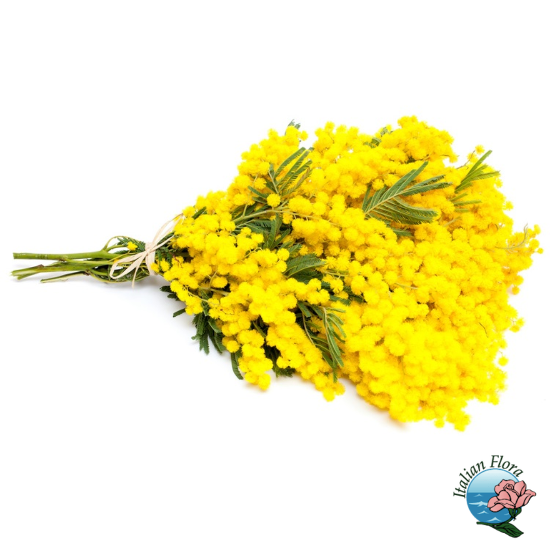 immagini prodotti flora - RITA Mimosa - Image 1