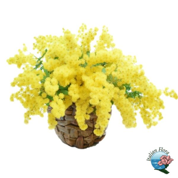 cesto-di-mimosa-1.jpg