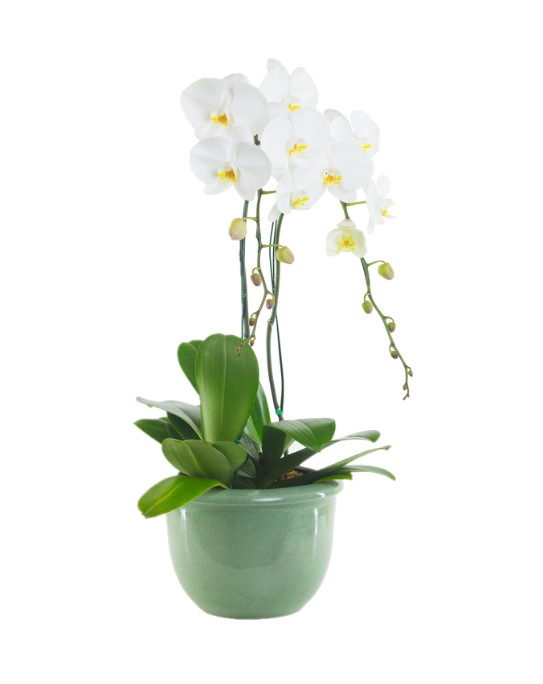 heel veel Waarneembaar Snel Witte orchidee plant - Italiaanse Flora