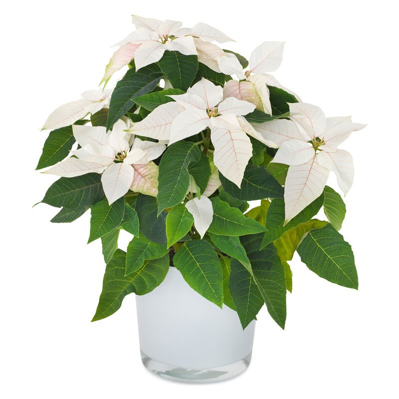 Poinsettia Blanc - Flore Italienne
