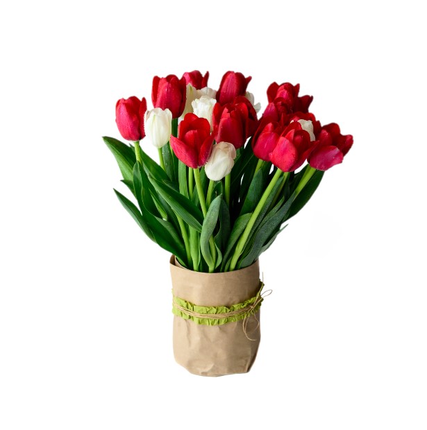 Buquê de tulipas vermelhas e brancas - Flora Italiana