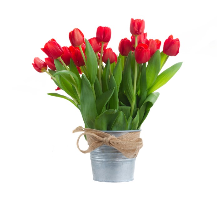Ramo de tulipanes rojos - Flora italiana