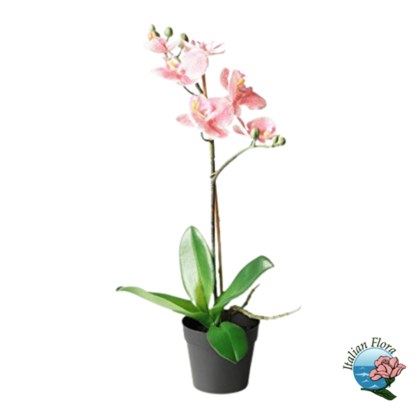 Peach Orchid Phalaenopsys Plant