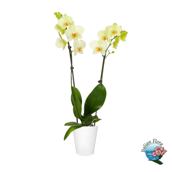 Yellow Orchid Plant