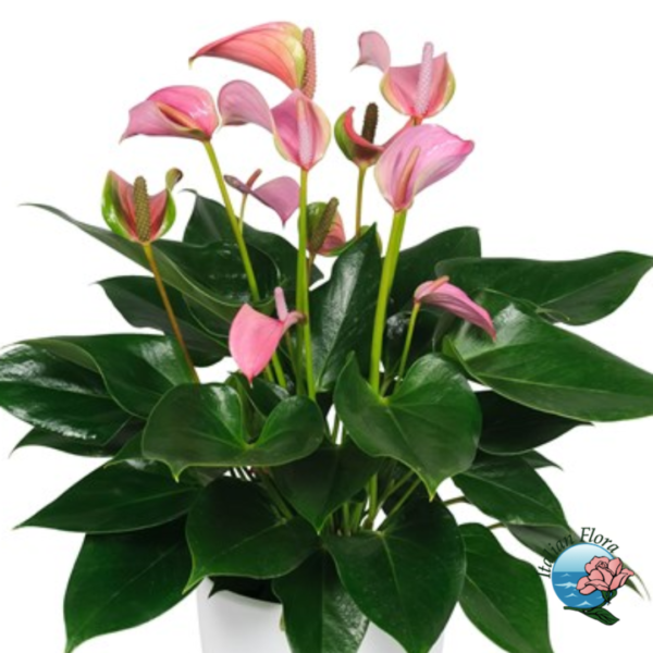 Planta de anthurium rosa