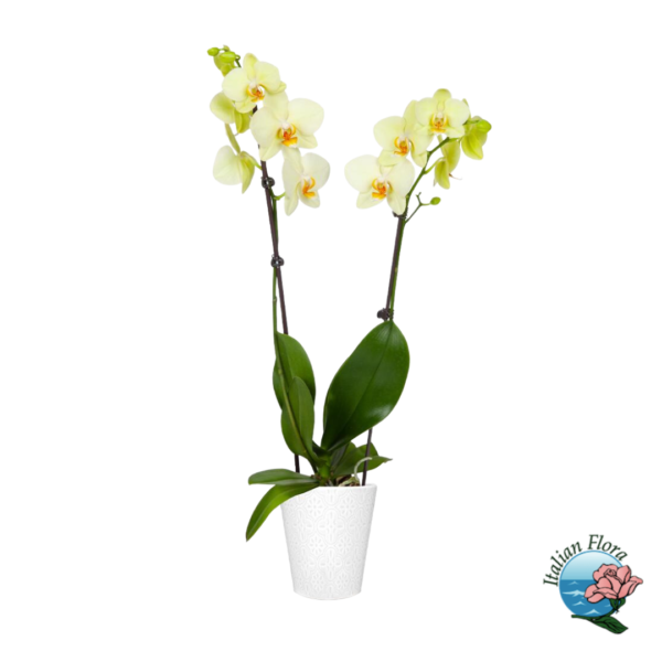 Yellow orchid plant