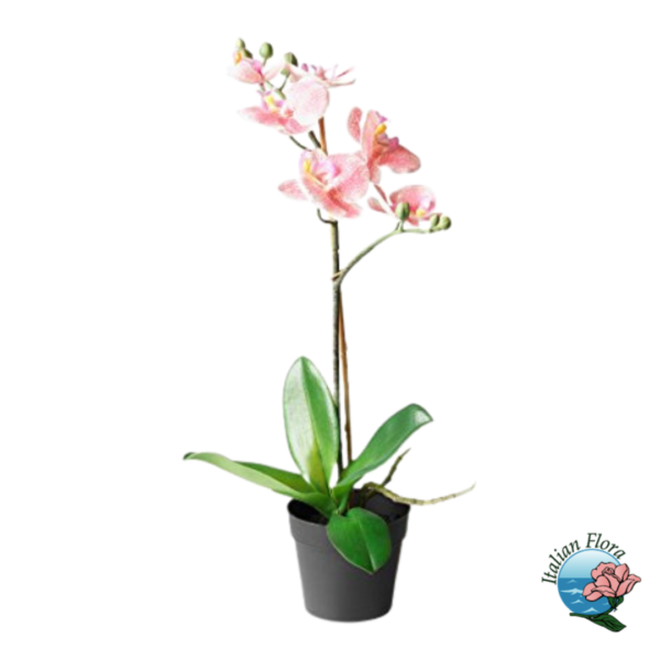 Peach orchid phalaenopsys plant