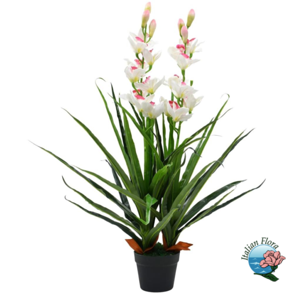 White cymbidium orchid plant
