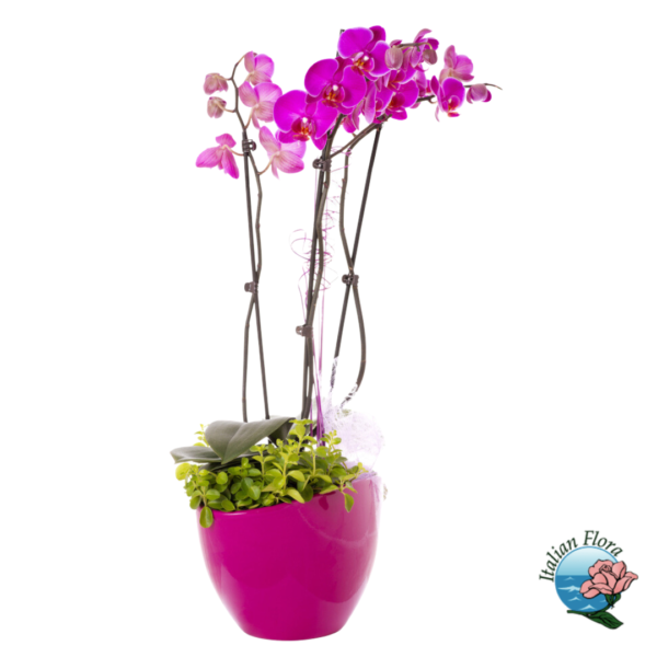 Purple orchid plant