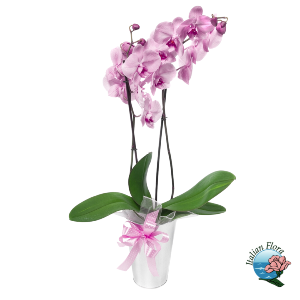 Planta de orquídea rosa pálido