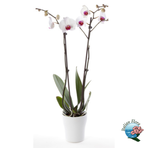 White orchid plant with purple heart