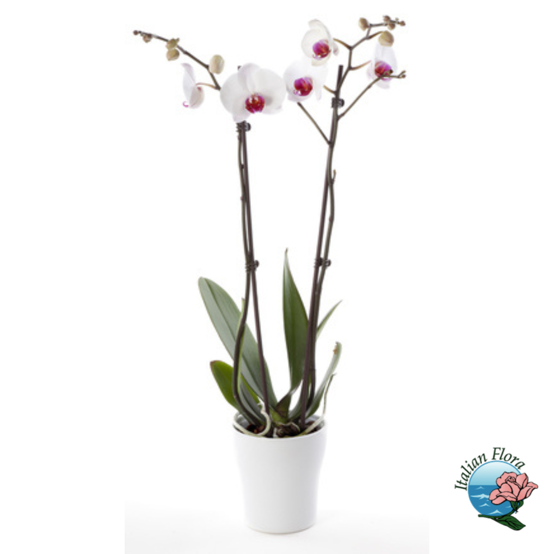 Planta de orquídea blanca con corazón morado