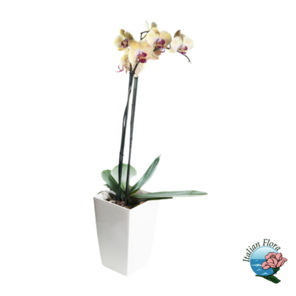 Yellow orchid plant with purple heart