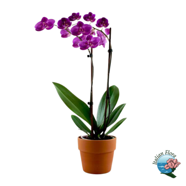 Planta de orquídea morada oscura