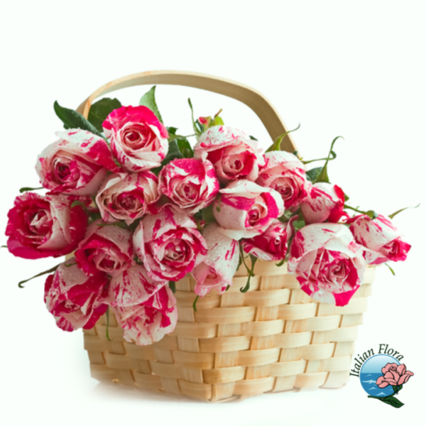 Basket of white roses tinged with pink