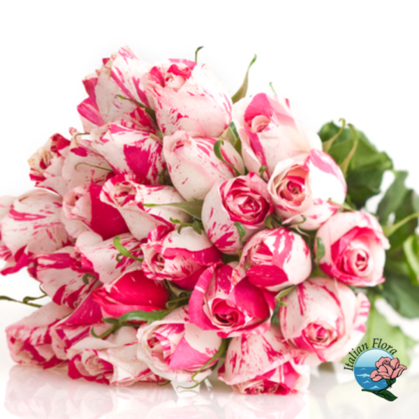 Bouquet of 24 white roses tinged with pink