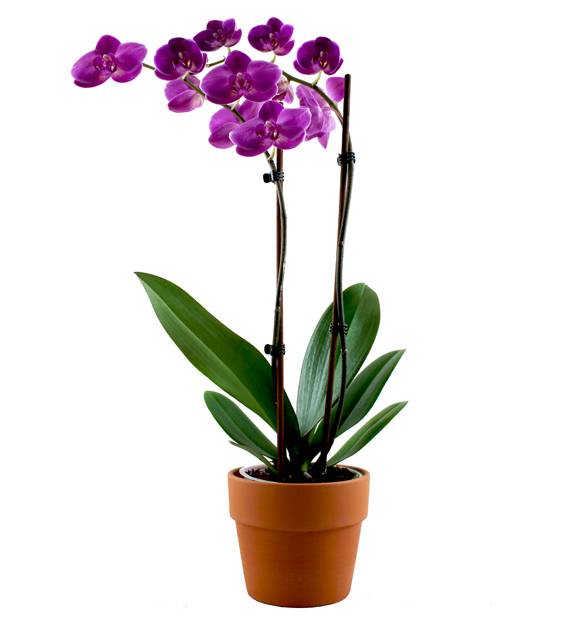 Planta de orquídea roxa escura - Flora Italiana