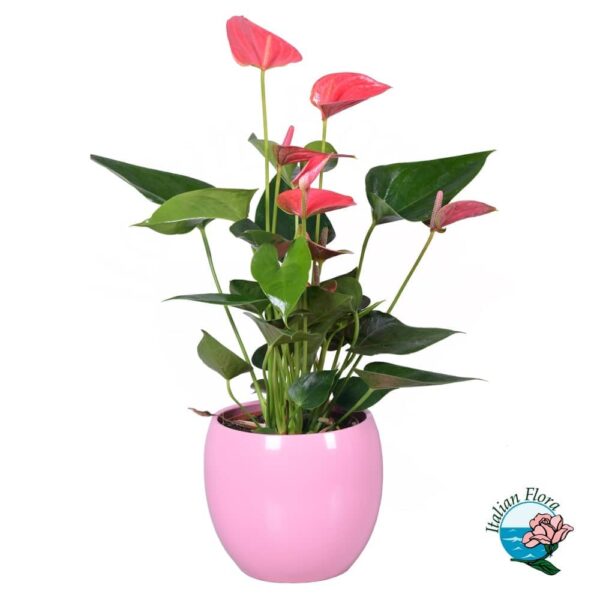 Pink anthurium plant