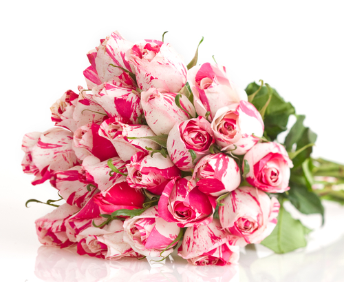 ピンクがかった24本の白いバラの花束 イタリアンフローラ