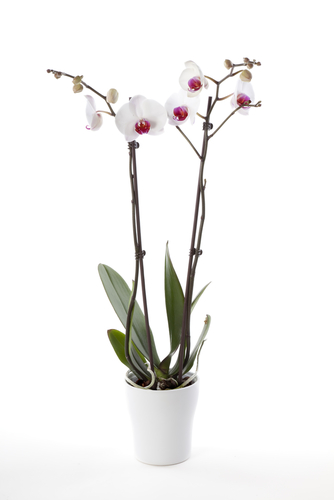 Planta de orquídea blanca con corazón morado - Flora italiana