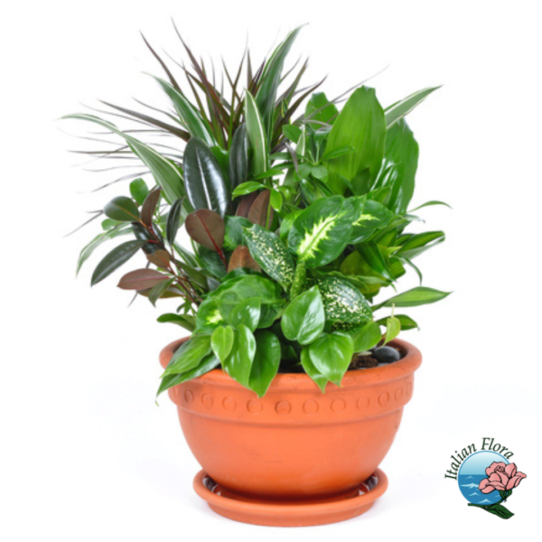 Composition of green plants
