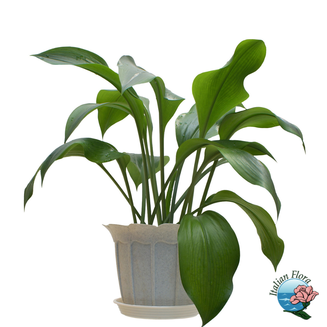 indoor green plant same day delivery free shipping