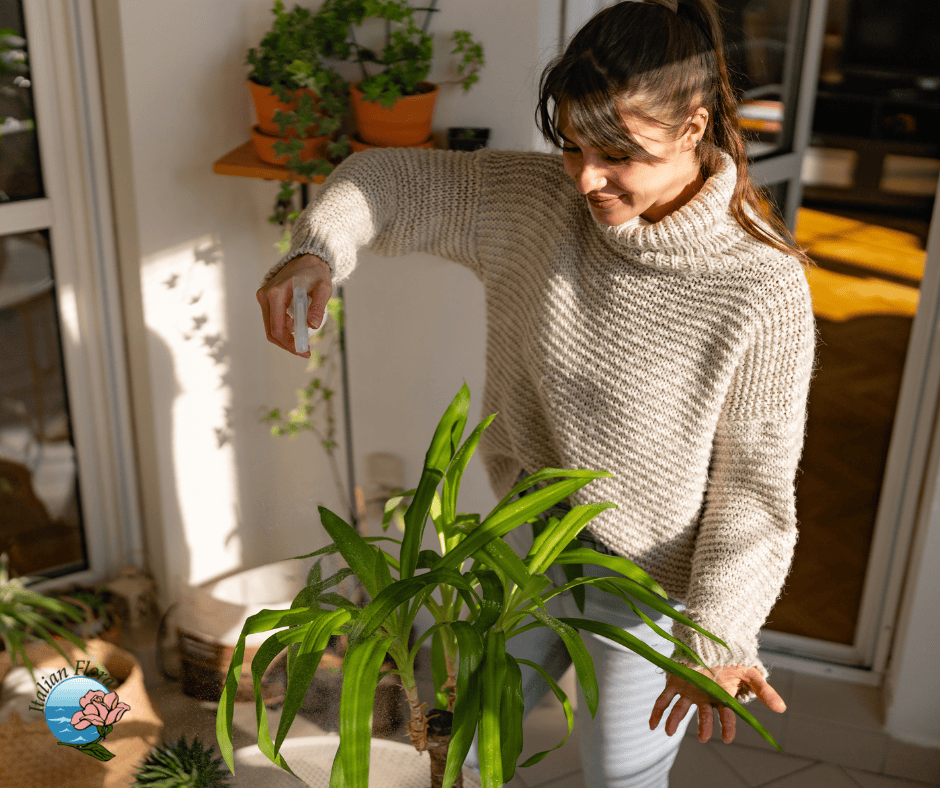 What are the best indoor plants