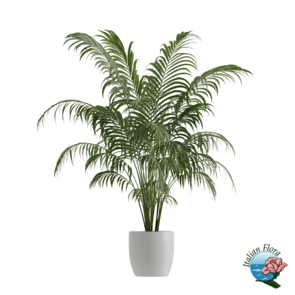 Kentia plant