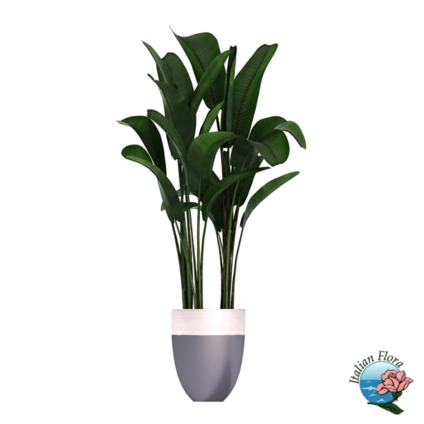Strelitzia