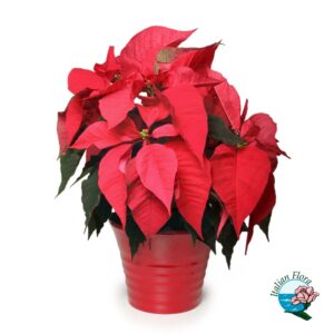 Red-poinsettia