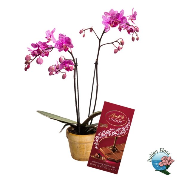 Pink orchid plant with chocolate bar