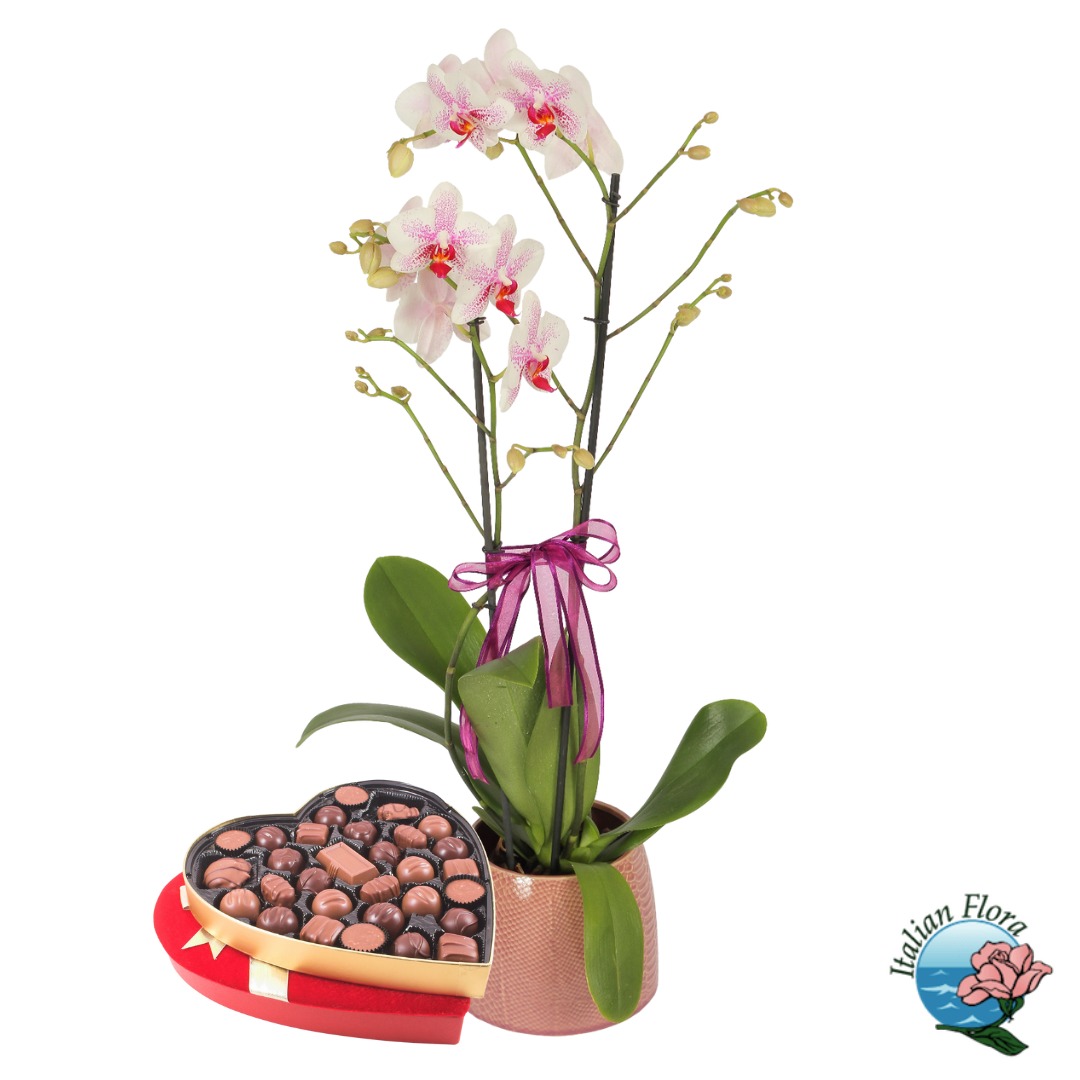 White orchid plant with box of chocolates White orchid plant with box of chocolates - Image 1