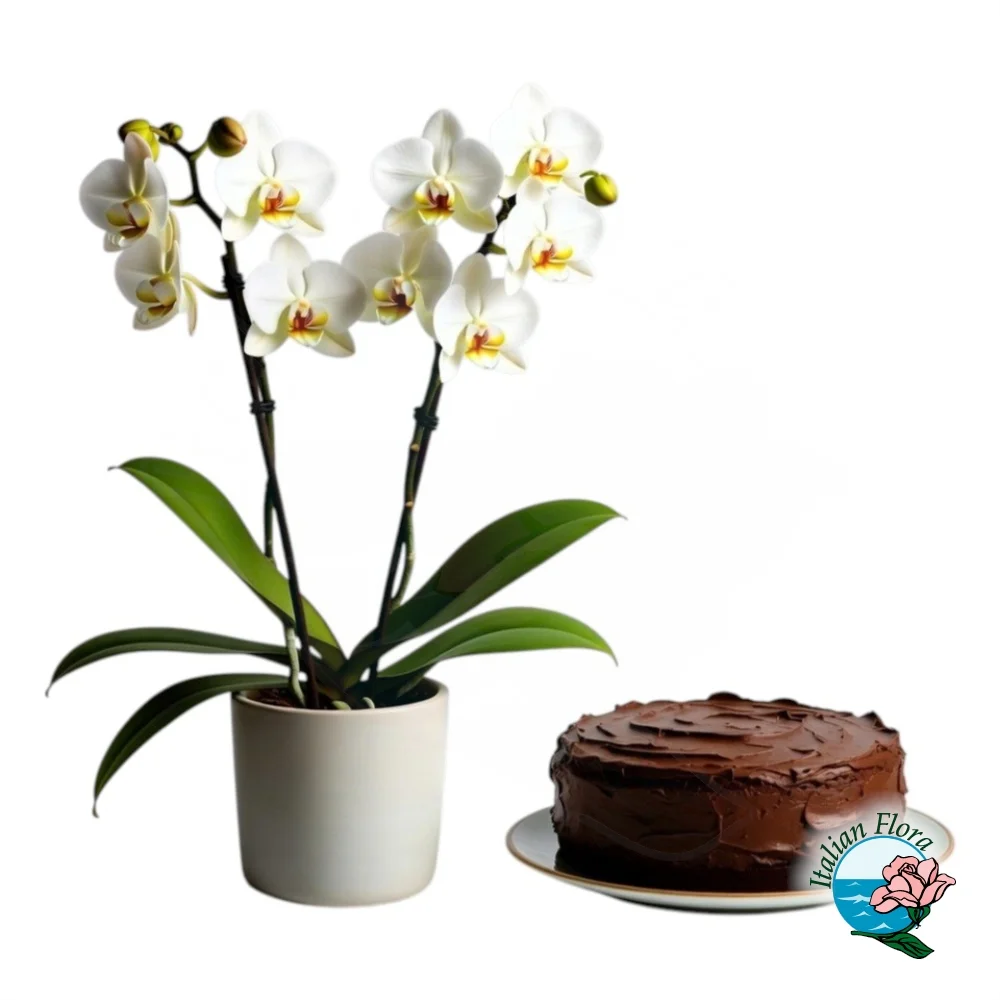 white-orchid-plant-with-chocolate-cake white-orchid-plant-with-chocolate-cake