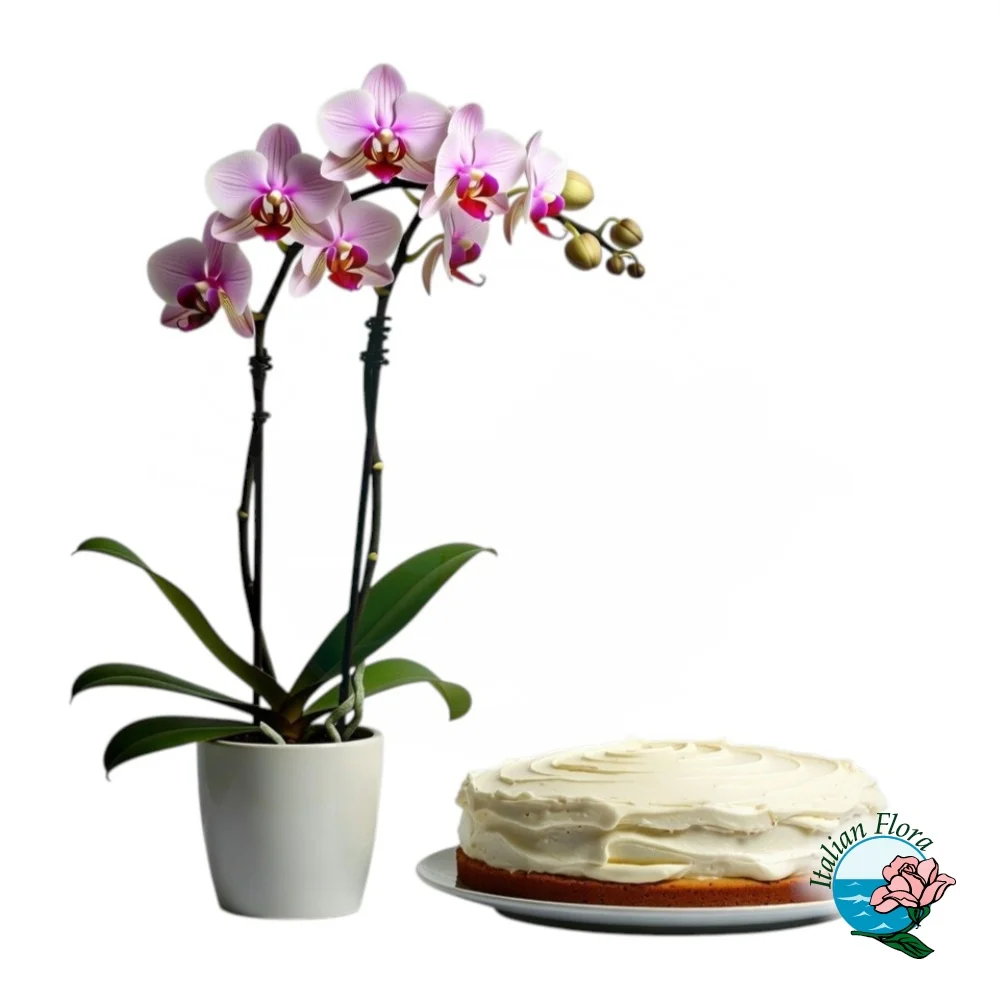white-orchid-plant-with-chocolate-cake white-orchid-plant-with-chocolate-cake